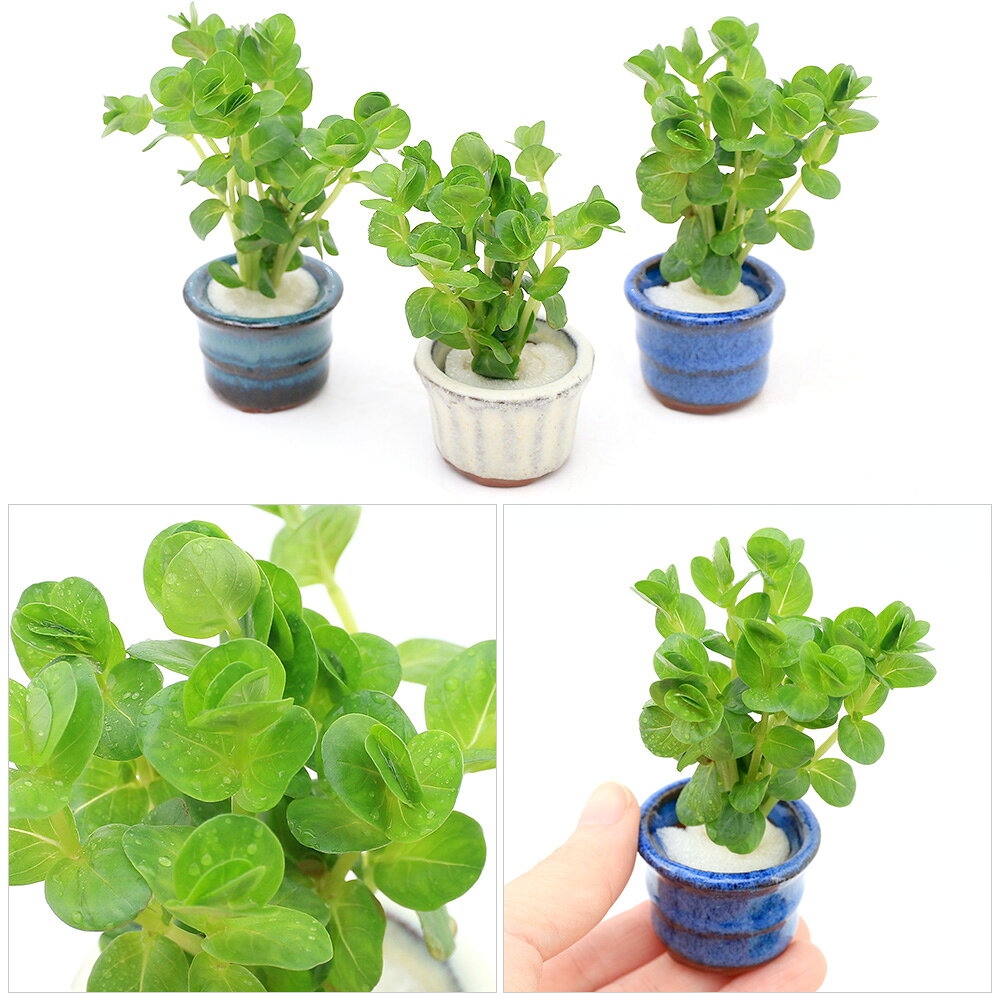 charm 楽天市場店の（水草）豆鉢入り　グリーンロタラ（水上葉）（無農薬）（1個）｜アングル2