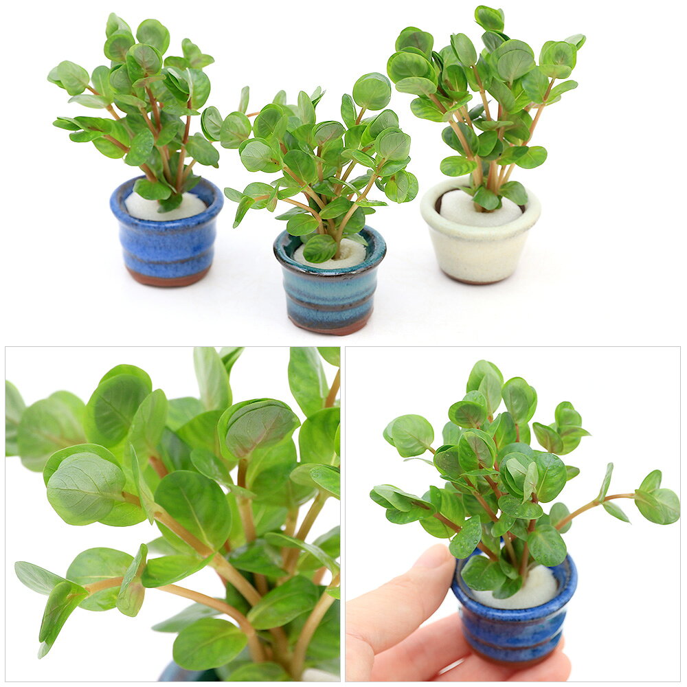 （水草）豆鉢入り　ロタラ　ロトンディフォリア（水上葉）（無農薬）（1個）
