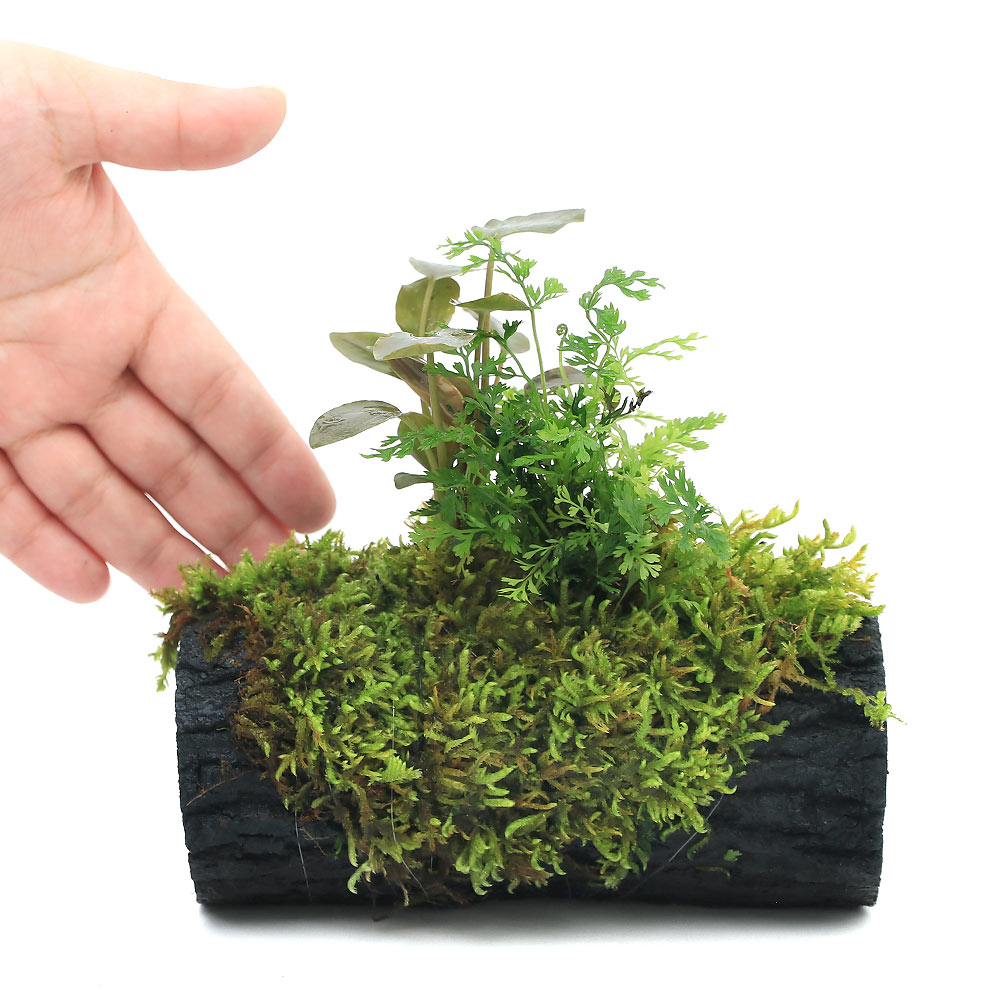 �ʥƥ�ꥦ��ˤ��ޤ����ƥ�ꥦ�࿢ʪ��úȭ������L�������ʿ���աˡ�1�ġ�