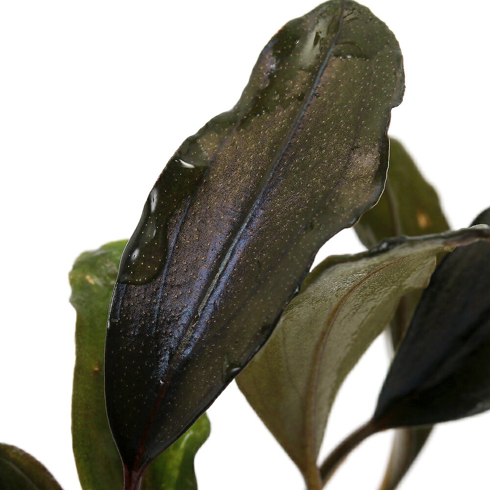 �ʿ���˥֥��ե����ɥ�sp����������2016�ʿ���աˡ�1����