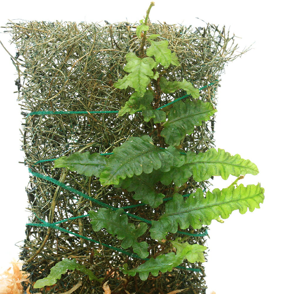 （テラリウム）テラトフィラムsp．Sibolga Timur（1カップ） 北海道航空便要保温