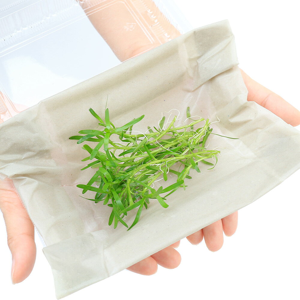 （水草）ヘテランテラ（パラグアイ産）（水上葉）（無農薬）（10本）