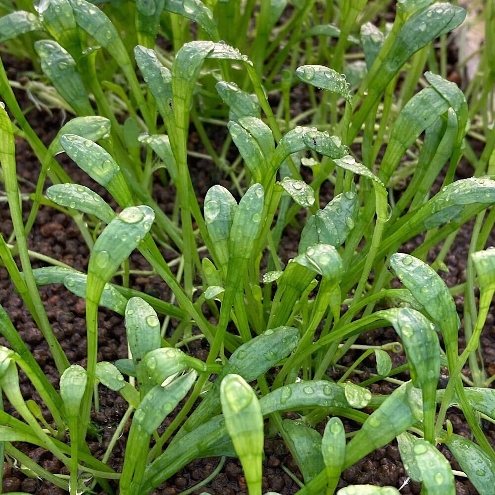 （水草）リラエオプシスsp．パラグアイ産（水上葉）（無農薬）（1束）