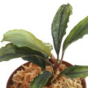 (水草)ブセファランドラsp.Nanga Taman Black Venti(水上葉)(1株) 北海道航空便要保温