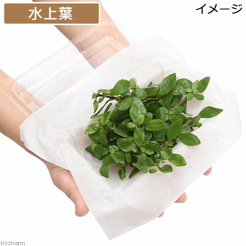 （水草）ストロギネsp．パープル（水上葉）（無農薬）（10本）