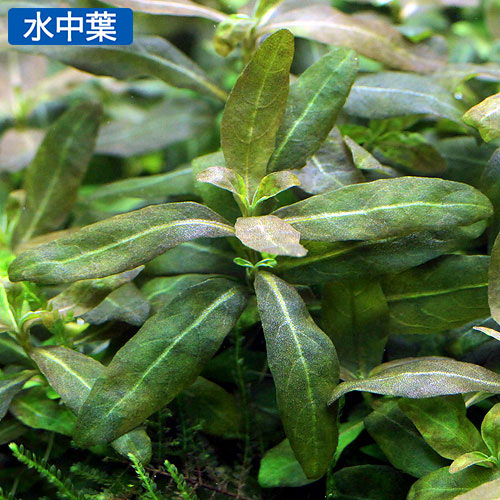 （水草）ストロギネsp．パープル（水上葉）（無農薬）（10本）