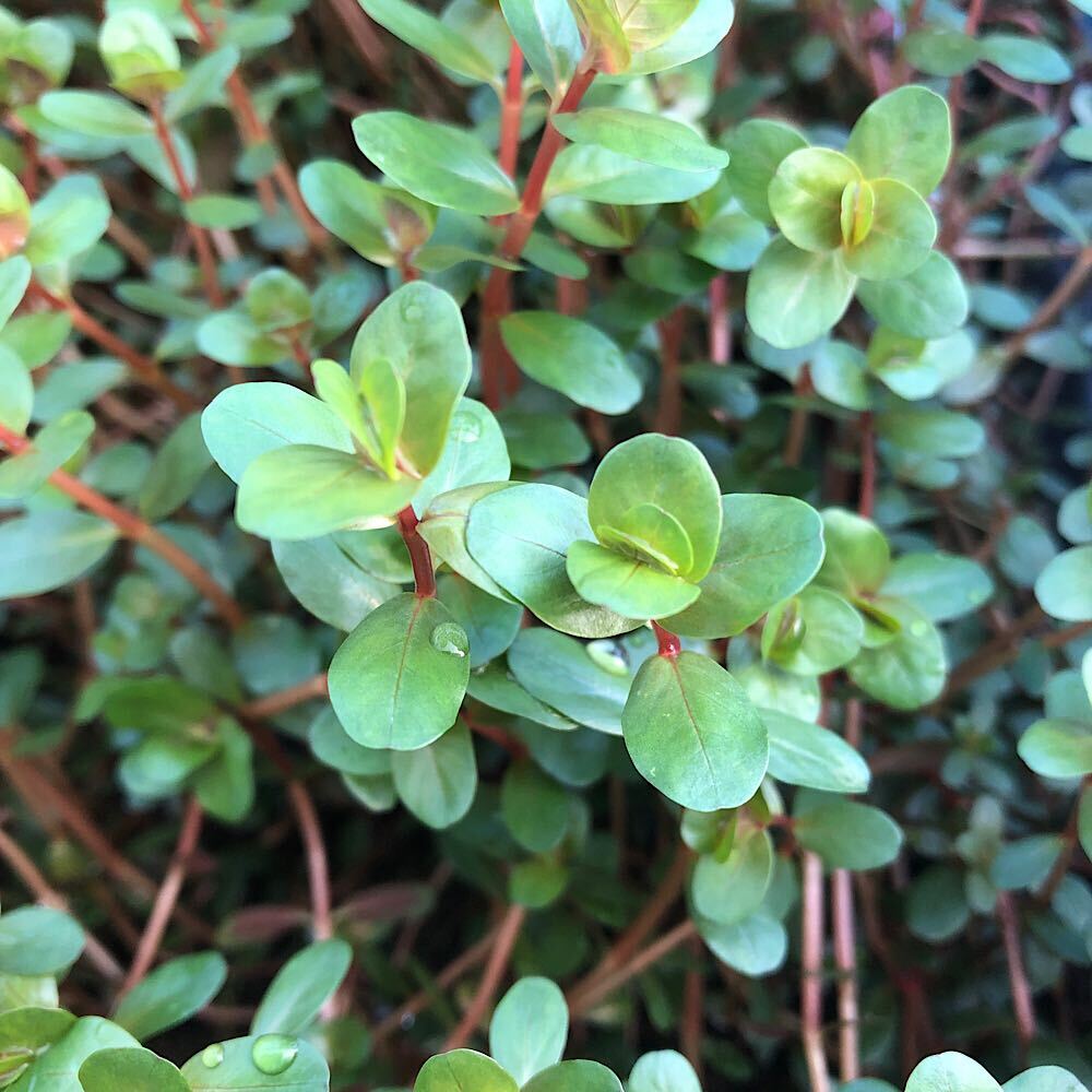 ※こちらの商品は季節により花芽つきでの発送となります、水草の水中化には問題がございませんのでご了承の上お買い求め下さい。ロタラのコレクションに！ロタラ　ロトンディフォリア　ハイレッド（水上葉）（5本）販売名ロタラ　ロトンディフォリア　ハイレッド学名（※）Rotala　sp．（※）…改良品種や学名が不明の種は流通名での記載の場合があります。分類ミソハギ科（Lythraceae）キカシグサ属（Rotala）分布アジアどんな種類？育成難易度　→　★★★☆☆ミソハギ科（Lythraceae）の植物。濃い赤葉を展開するロタラの仲間です。十分な光量と鉄分など微量元素が豊富な状態だと赤みを増します。育成はロトンディフォリアなどに比べると綺麗に育てるのは若干難しいですが、CO2添加などある程度環境が整っている場合はそれ程難しくありません。トリミングなどにもある程度は強く、レイアウトなどにも使いやすいでしょう。育成要件＆データ光量　　　　　→　60cm20W3灯以上（2400〜3000lm）CO2　　　　 →　1滴／3秒（60cm標準水槽相当）pH　　　　　　→　5〜7GH　　　　 　 →　0〜6kH　　　　　　→　0〜6温度　　　　　→　20〜28度底砂　　　　　→　ソイル植栽位置　　→　前□□■■■後草姿　　　　　→　有茎草最大草姿　　→　横3cm　高さ50cm生長速度　　→　速め増殖方法　　→　差し戻し※…育成環境は一例です。必ずしもこの環境下であれば育つことを確約するものではございません。注意※表記サイズは1株（1本）でのおおよその目安です。育成環境や、成長の度合いにより最大サイズは異なります。※入荷状況等により、ポットなし1ポット分での発送となる場合がございます。PSBQ10　ピーエスビーキュート　淡水用　30mL5個セット　光合成細菌　バクテリア　熱帯魚（生餌）淡水用　微生物で水質向上セット　エサ用ゾウリムシミックス＋PSBQ10　本州四国限定Plants　Green　プランツグリーン　250ml　（水草の栄養液）（熱帯魚）オトシンクルス（3匹）　北海道・九州航空便要保温（エビ）ミナミヌマエビ（10匹）（＋1割おまけ）　北海道・九州航空便要保温Fe　Energy（エフイーエナジー）　400g　5mm　（水草の栄養素）お一人様3点限り　魚が簡単に飼える　リーフプロソイル　pHダウン　8L　pH4．5〜5．5　吸着ソイル　国産　熱帯魚　用品日本動物薬品　ニチドウ　水草が育つCO2リキッド　2本入　（緑）アクロ　化学反応式CO2ジェネレーターセット　クエン酸重曹付属　水草育成 … Rotala_dyforia　熱帯魚　_wp　_aqua　higth　red　Rotala　水草　後景草　明るい　all_plants　YS　wp_kywrd　20161126　KYS　ロトンジフォリア　ロトゥンディフォリア　ロターラ　point5wplants　rotarasuijyou・（水草）ロタラ　ロトンディフォリア　ハイレッド（水上葉）（無農薬）（1本） 構成する商品内容は在庫状況により予告無く変更になる場合がございます。予めご了承下さい。■この商品をお買い上げのお客様は、下記商品もお買い上げです。※この商品には付属しません。■PSBQ10　ピーエスビーキュート　淡水用　30mL5個セット　光合成細菌　バクテリア　熱帯魚（生餌）淡水用　微生物で水質向上セット　エサ用ゾウリムシミックス＋PSBQ10　本州四国限定Plants　Green　プランツグリーン　250ml　（水草の栄養液）（熱帯魚）オトシンクルス（3匹）　北海道・九州航空便要保温（エビ）ミナミヌマエビ（10匹）（＋1割おまけ）　北海道・九州航空便要保温Fe　Energy（エフイーエナジー）　400g　5mm　（水草の栄養素）お一人様3点限り　魚が簡単に飼える　リーフプロソイル　pHダウン　8L　pH4．5〜5．5　吸着ソイル　国産　熱帯魚　用品日本動物薬品　ニチドウ　水草が育つCO2リキッド　2本入　（緑）アクロ　化学反応式CO2ジェネレーターセット　クエン酸重曹付属　水草育成