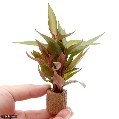 �ʿ���˥饤�եޥ������˥���ƥ�ʥ�ƥ�ߥå����ʿ���աˡ�̵�����ˡ�2�ġ�