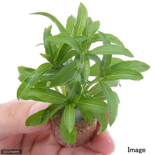 （水草）ライフマルチ（茶）ハイグロフィラ　バルサミカ（水上葉）（無農薬）（2個）
