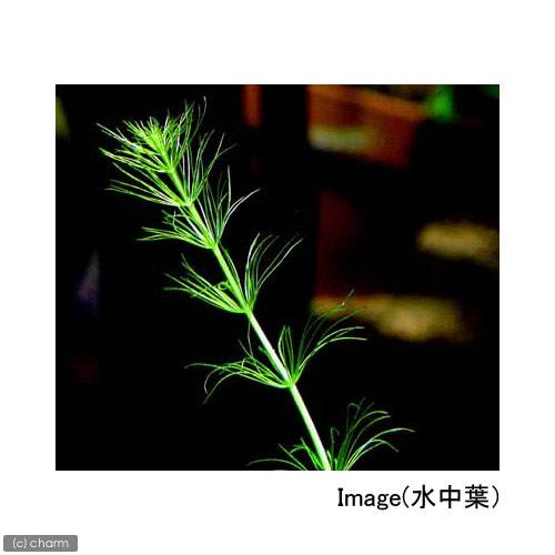 （水草）ライフマルチ（茶）バコパ　ミリオフィロイデス（水上葉）（無農薬）（2個）