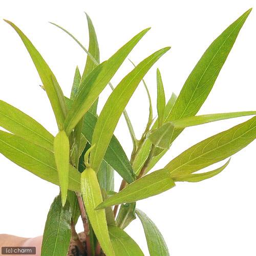（水草）ライフマルチ（茶）ポリゴナムsp．レッド（水上葉）（無農薬）（2個）