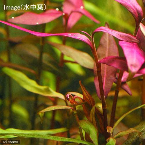 （水草）ライフマルチ（茶）ポリゴナムsp．レッド（水上葉）（無農薬）（2個）