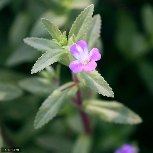 （水草）ライフマルチ（茶）リムノフィラ　アロマティカ（水上葉）（無農薬）（2個）