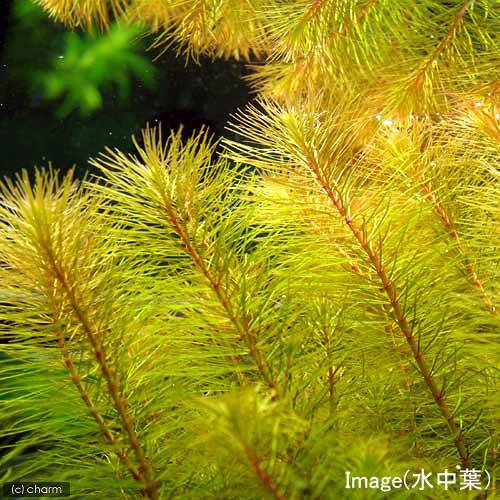 （水草）ライフマルチ（茶）ロタラsp．カンボジア産（水上葉）（無農薬）（2個）