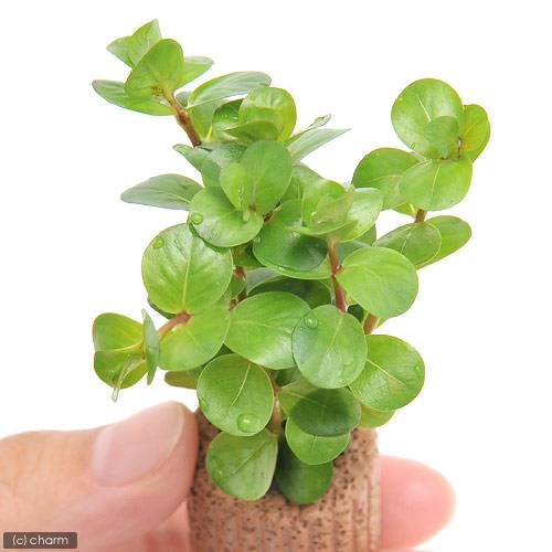 charm 楽天市場店の（水草）ライフマルチ（茶）ロタラsp．セイロン（水上葉）（無農薬）（2個）｜アングル2