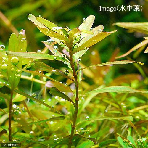 charm 楽天市場店の（水草）ライフマルチ（茶）ロタラsp．セイロン（水上葉）（無農薬）（2個）｜アングル3