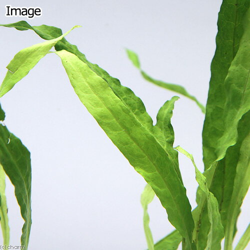 �ʿ���˥饤�եޥ������˥ߥ������ꥦ��sp�������եȥ꡼�աʥ���ܥ����ˡ�1�ġ�