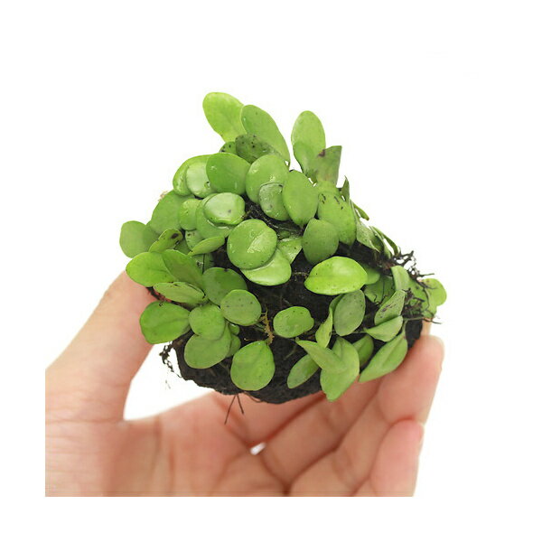 （観葉植物）テラ向け　マメヅタ付き　溶岩石　約5cm（1個）【HLS_DU】