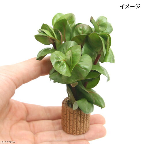 �ʿ���˥饤�եޥ������˥����顡�ޥ����ɥ顡��������ɥ��ɥ��륰�ʿ���աˡ�̵�����ˡ�3�ġ�