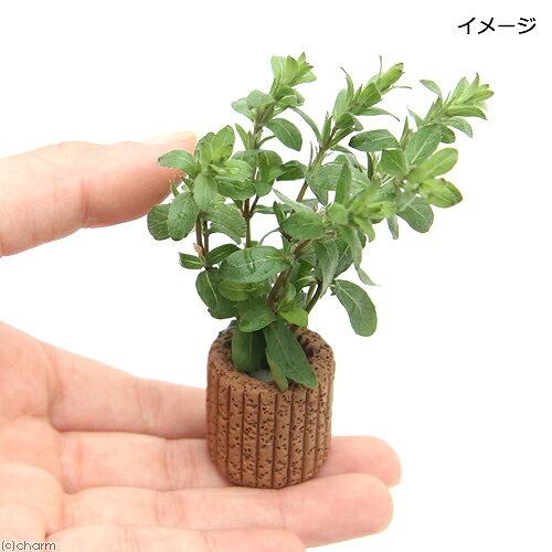 （水草）ライフマルチ（茶）ストロギネsp．パープル（水上葉）（無農薬）（2個）