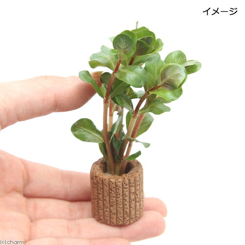 （水草）ライフマルチ（茶）ロタラ　ロトンディフォリア　ハイレッド（水上葉）（1...