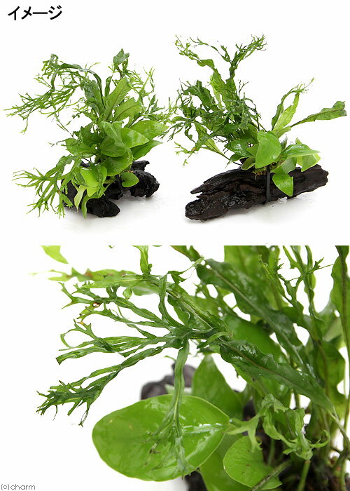 �ʿ���˥��̥ӥ����ʥʡ�������ǥ���ߥ������ꥦ�ࡡ������ǥ������ա�ή�ڡ�SS��������1�ܡˡ���10cm��