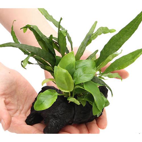 (水草)アヌビアスナナ ゴールデン&ミクロソリウム プテロプス ソードリーフ付 流木 SSサイズ(1本)(約10cm)