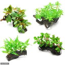 (水草)おまかせ水草 流木付 Sサイズ(水上葉)(無農薬)(1本)(約15cm)