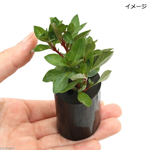 （水草）レッドルドウィジア（水上葉）ログポット付（無農薬）（1個）
