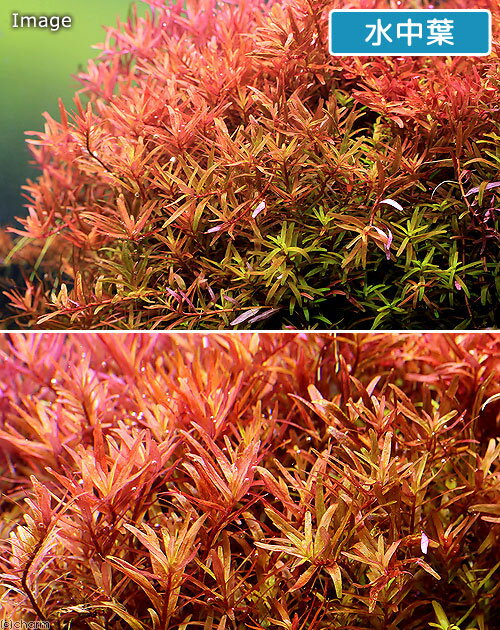 �ʿ���˥����顡���ȥ�ǥ��ե��ꥢ���˥塼��åɡʿ���աˡ�̵�����ˡ�10�ܡ�