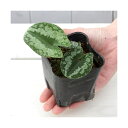 (山野草)カンアオイ(寒葵)カントウカンアオイ(関東寒葵)3号(1ポット)
