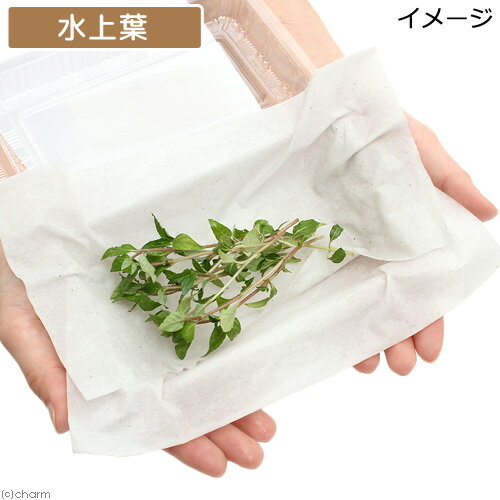 �ʿ���˥��ޥ���ϥ��������ޥʥ������ʿ���աˡ�̵�����ˡ�10�ܡ�