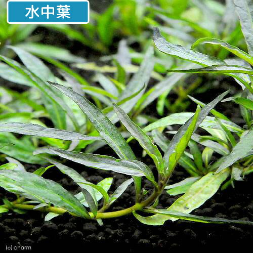 charm 楽天市場店の（水草）アマゾンハイグロ（水上葉）（無農薬）（10本）｜アングル2