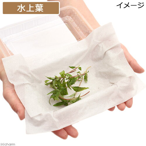 charm 楽天市場店の（水草）アマゾンハイグロ（水上葉）（無農薬）（10本）｜アングル3