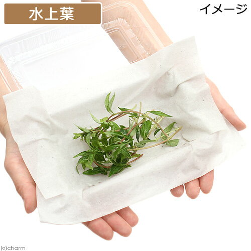 （水草）アマゾンハイグロ（水上葉）（無農薬）（20本）