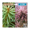 (水草)エウステラリス ダッセン(水上葉)(無農薬)(6本)