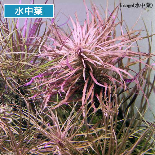 （水草）エウステラリス　ダッセン（水上葉）（無農薬）（6本）
