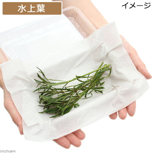 （水草）エウステラリス　ダッセン（水上葉）（無農薬）（6本）