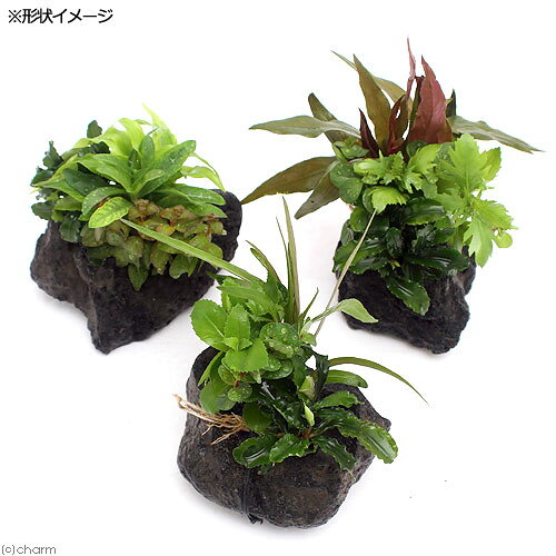 （水草）Plants　Arrangement　ザ　ボンサイ　Ver．ブセファランドラ（水上葉）（1...