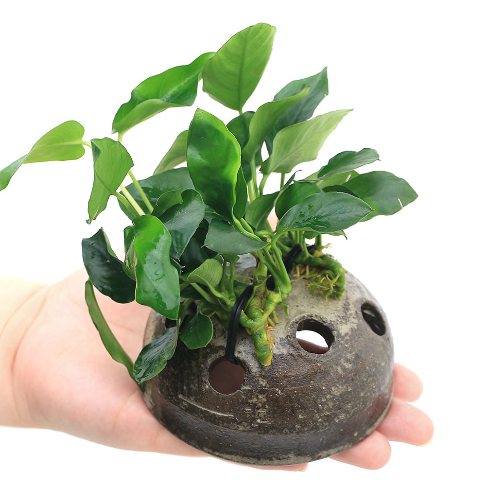 charm 楽天市場店の（水草）アヌビアスナナ　益子焼ドーム（水上葉）（1個）｜アングル2