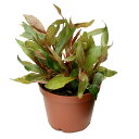 (水草)鉢植え アルテルナンテラ レインキー ロザエフォリア(水上葉)(無農薬)(1鉢)