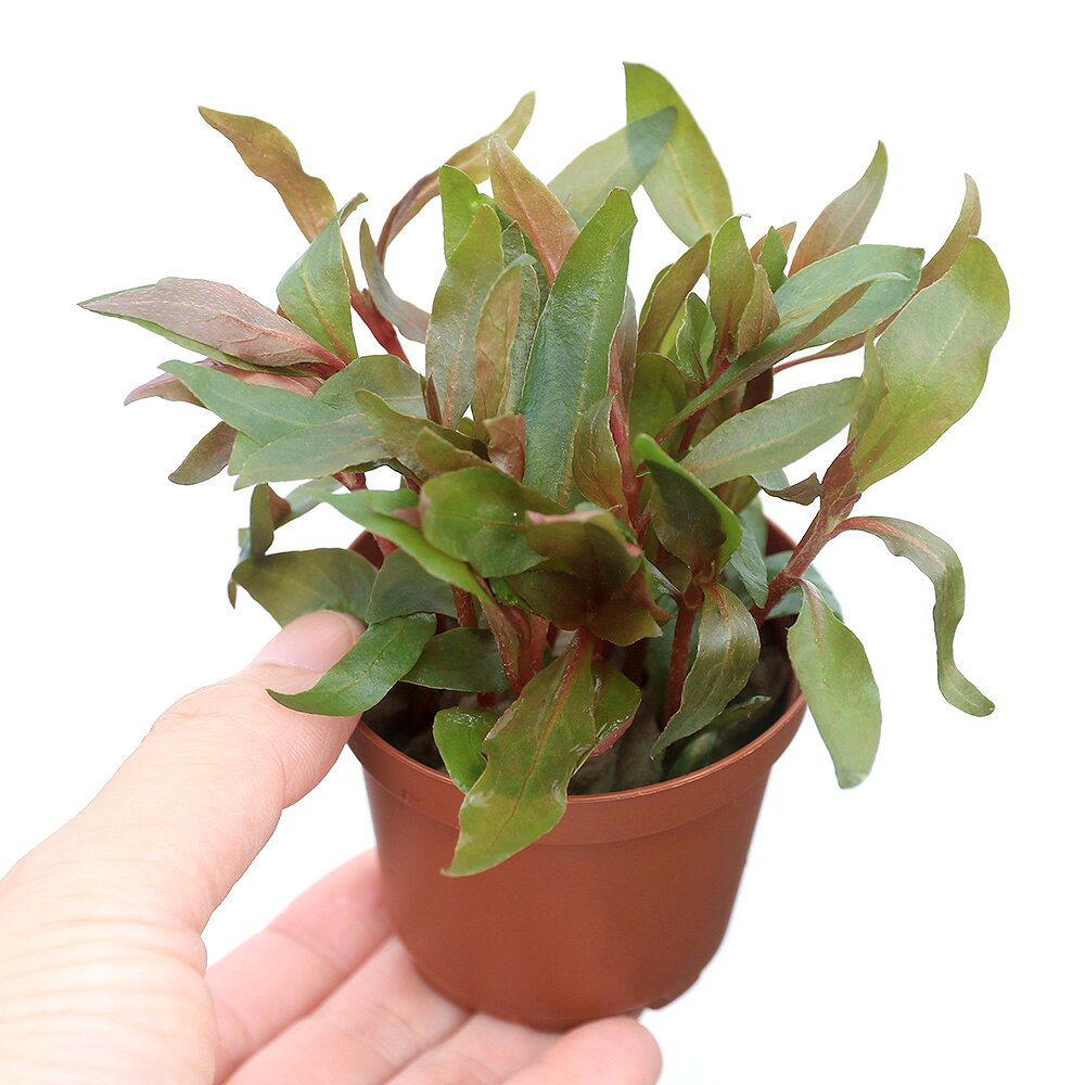 （水草）鉢植え　アルテルナンテラ　レインキー　ロザエフォリア（水上葉）（無農...