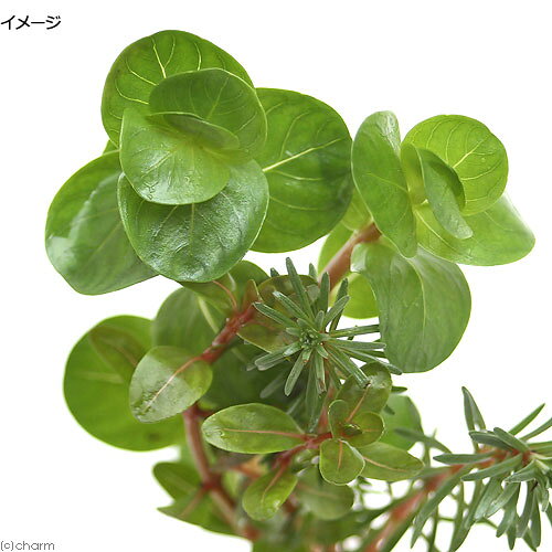 （水草）ライフマルチ（茶）赤系ロタラミックス（水上葉）（無農薬）（1個）