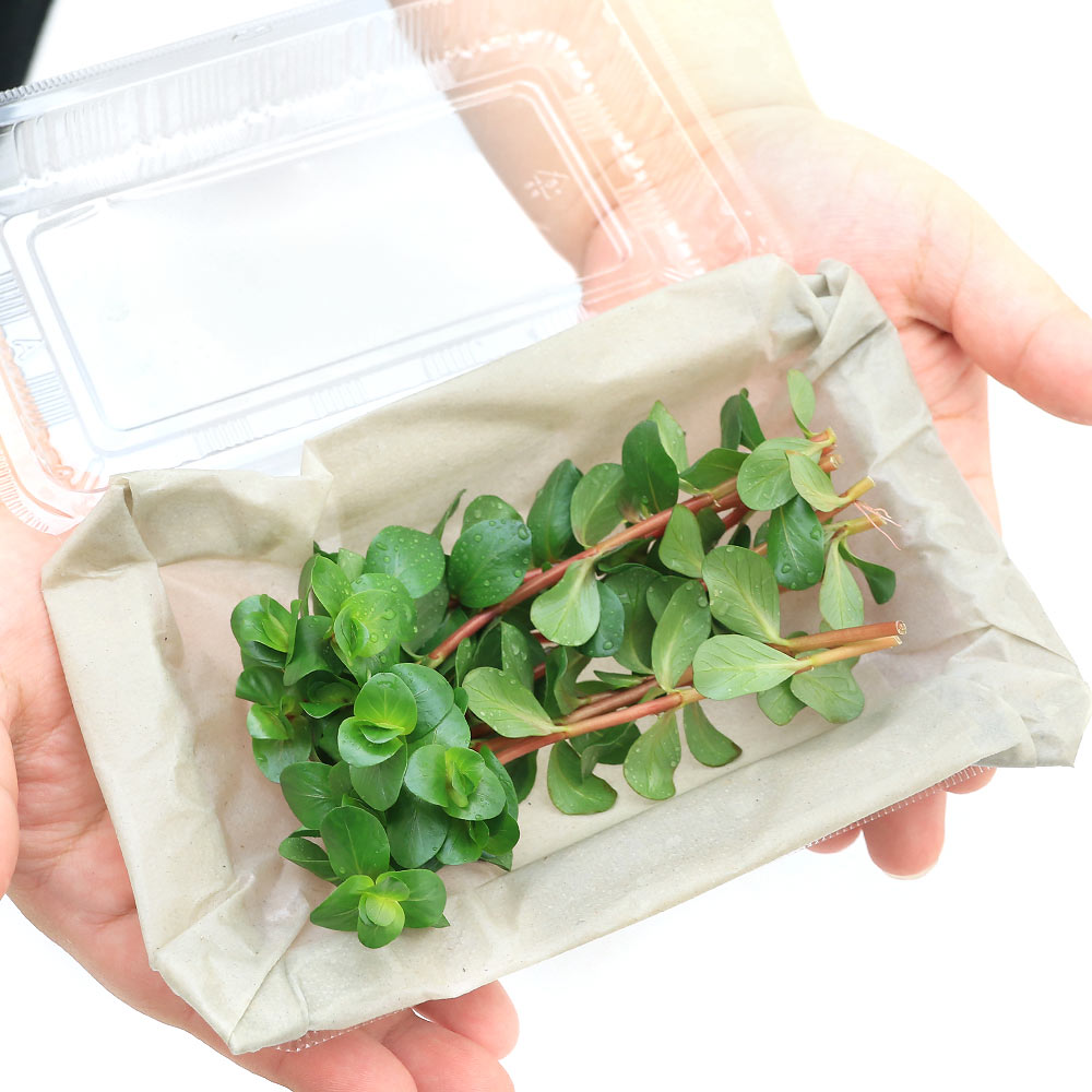 �ʿ���˥����顡�ᥭ�������ʡ��Х󥰥�ǥ��å���ʿ���աˡ�̵�����ˡ�10�ܡ�