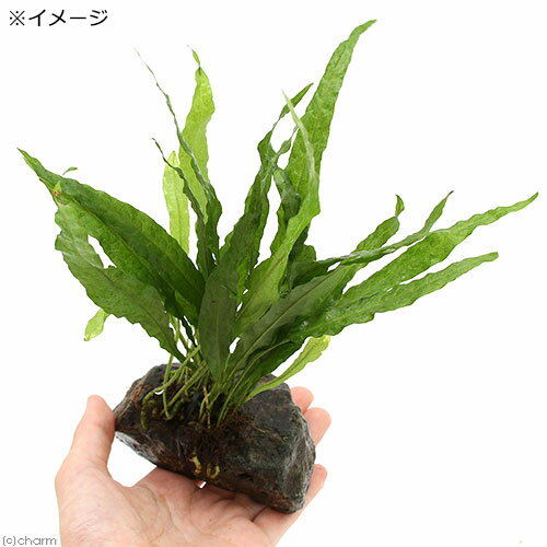 �ʿ���˥ߥ������ꥦ�ࡡ�ץƥ��ץ�sp�����եȥ꡼�աʥ���ܥ����ˡʿ���ա������С�S��������1�ġ�