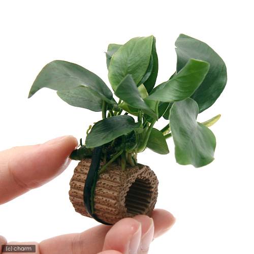 �ʿ���˥ߥ������ꥦ�ࡡ�ץƥ��ץ�sp�����եȥ꡼���ա�ή�ڡ�SS��������1�ܡˡܥ饤�եޥ������˥��̥ӥ����ʥ�