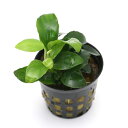 (水草)アヌビアスナナ プチ(水上葉)(1ポット分)