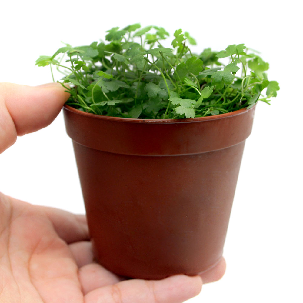 （水草）オーストラリアン　ノチドメ（水上葉）鉢植え（無農薬）（1鉢）