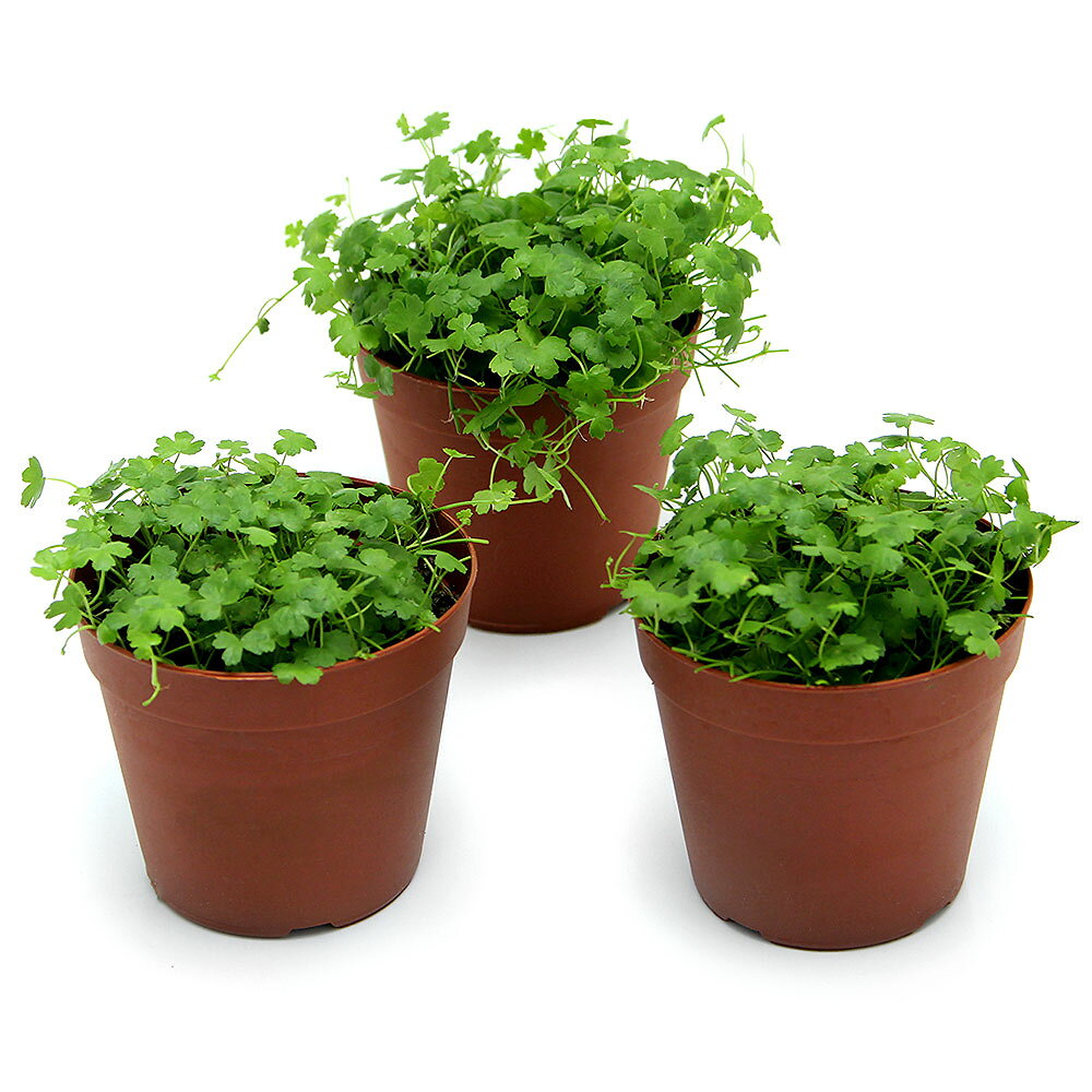 （水草）オーストラリアン　ノチドメ（水上葉）鉢植え（無農薬）（1鉢）