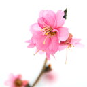（山野草）盆栽　サクラ（桜）　エレガンスみゆき　4～5号　（1ポット）【HLS_DU】